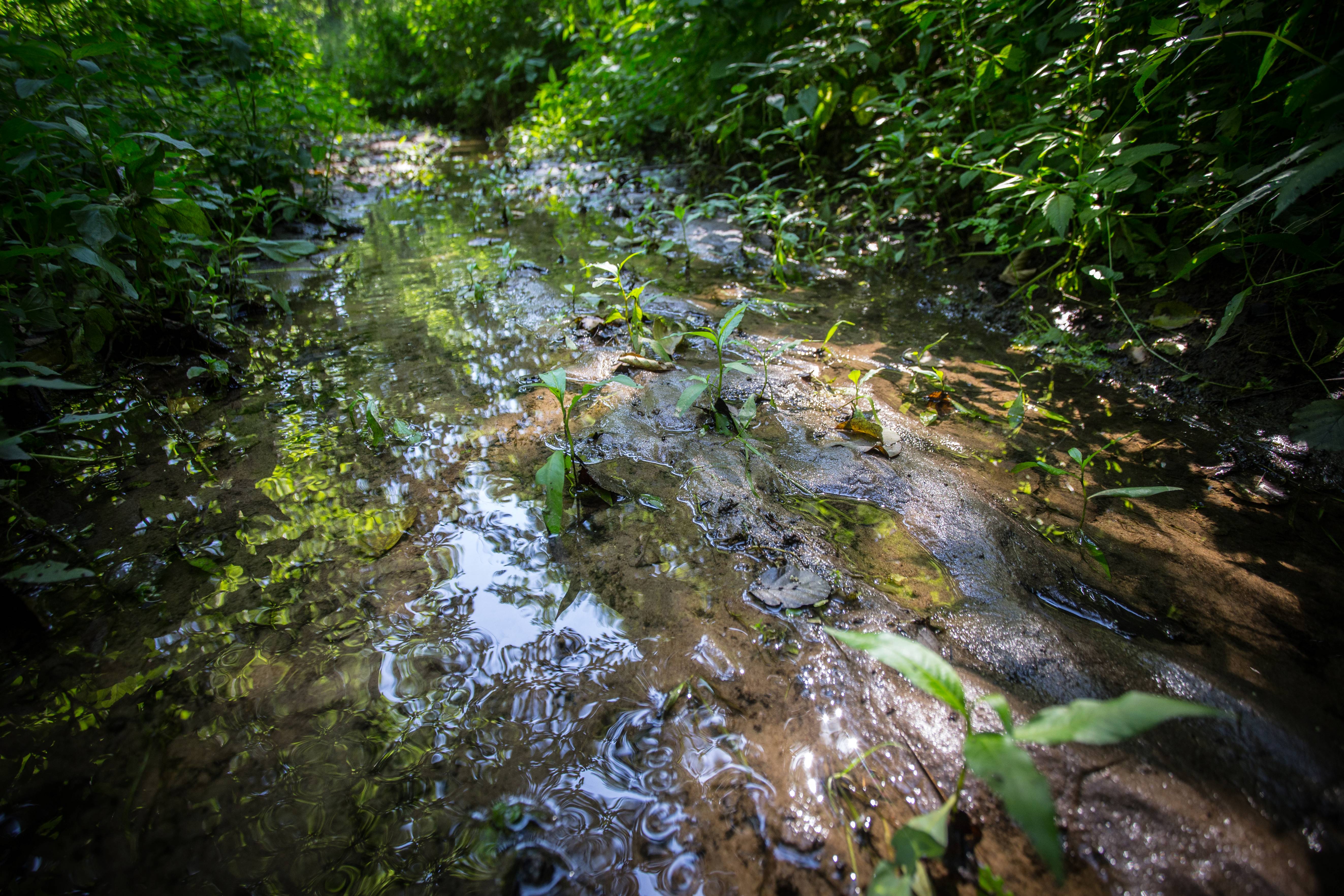 Zdjęcie przedstawia płytki strumyk płynący przez zieloną roślinność. Fot. Agata Ożarowska