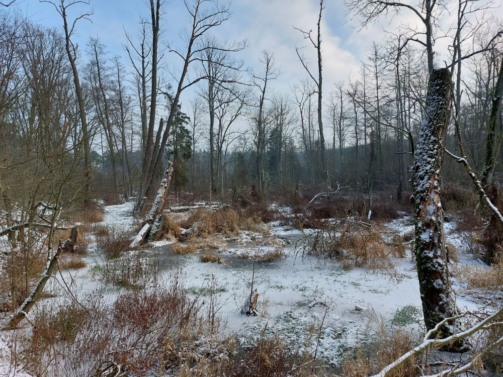 Zdjęcie przedstawia podmokły las pokryty śniegiem na terenie Nadleśnictwa Taczanów. Fot. Piotr Dobosz (RDLP w Poznaniu).