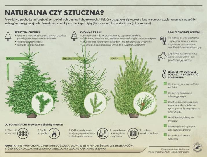 Infografika&#x20;dot&#x2e;&#x20;wyboru&#x20;choinki&#x20;&#x28;źródło&#x3a;&#x20;CILP&#x29;